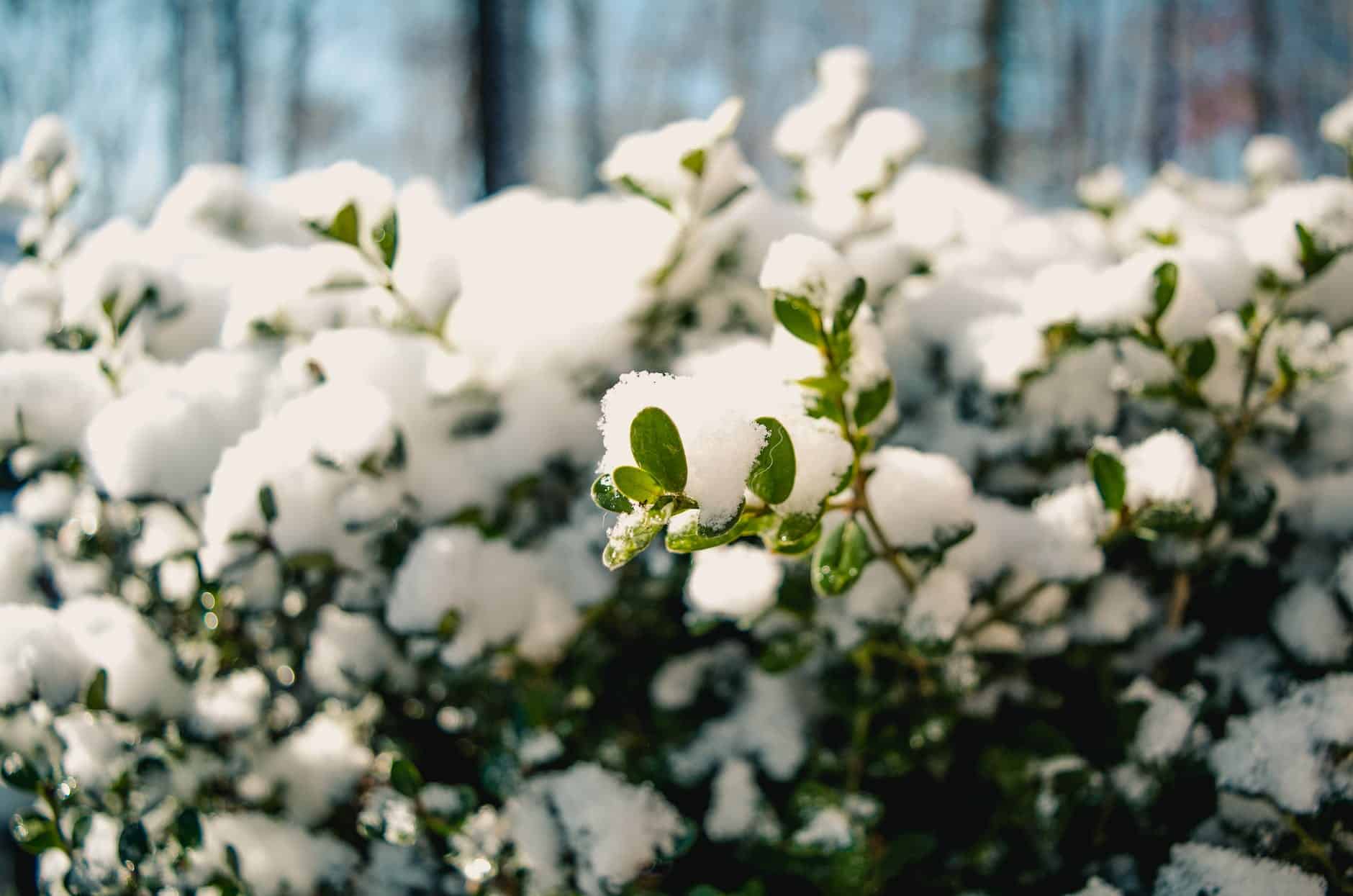 photography of snow on plants, homesteading